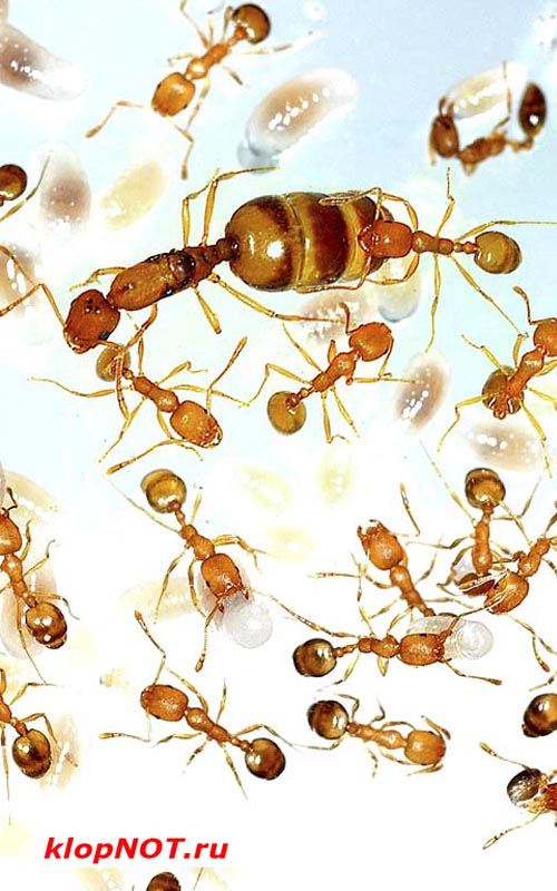 Яйца домашних муравьев с маткой и рабочими