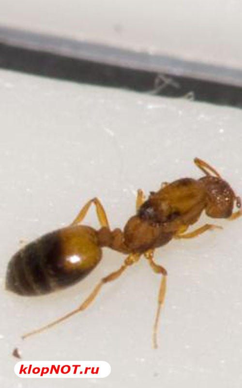 Матка домашнего муравья