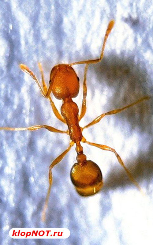 Рабочий домашнего муравья