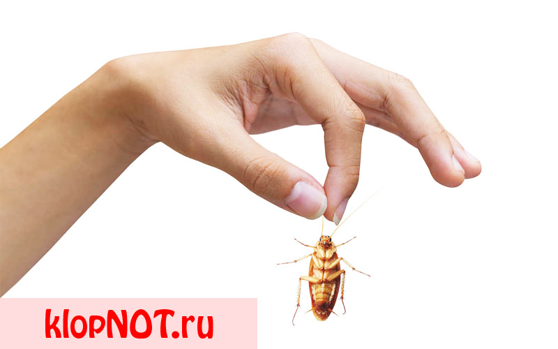 Чем опасны домашние тараканы