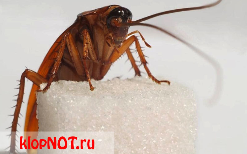 Что едят тараканы в квартире