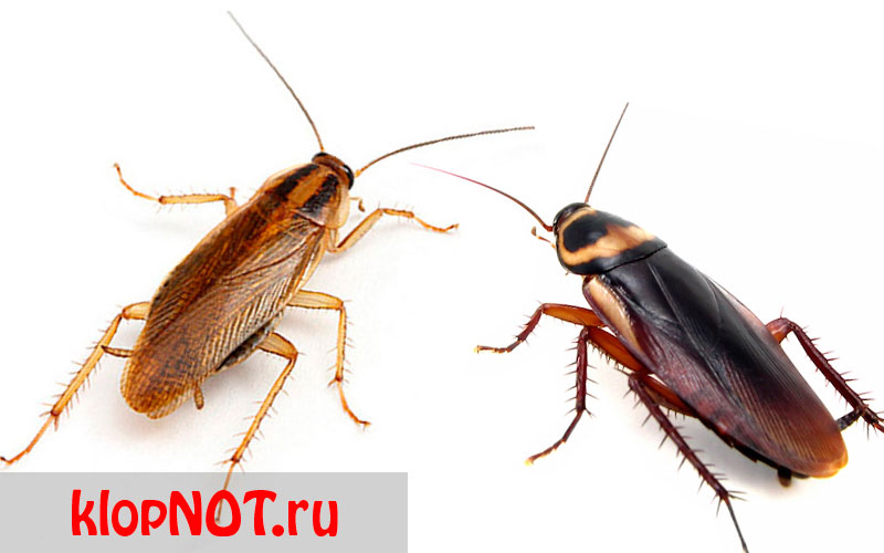 Тараканы домашние фото
